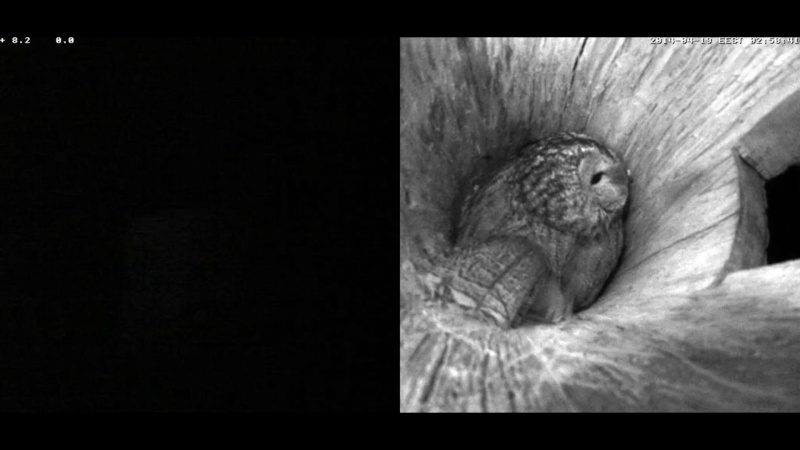 Estonian Tawny Owl Webcam 2014 - Page 38 Oeeeee17