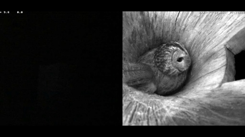 Estonian Tawny Owl Webcam 2014 - Page 37 Oggghh10