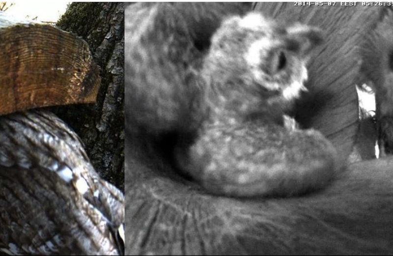 Estonian Tawny Owl Webcam 2014 - Page 21 Ogghhh12