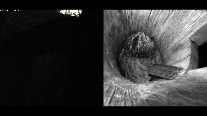 Estonian Tawny Owl Webcam 2014 - Page 37 Okkkkk11