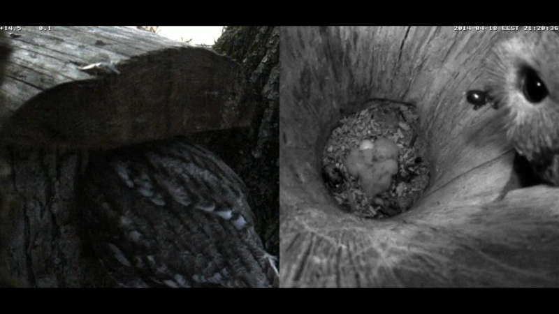 Estonian Tawny Owl Webcam 2014 - Page 36 Okkkkl10