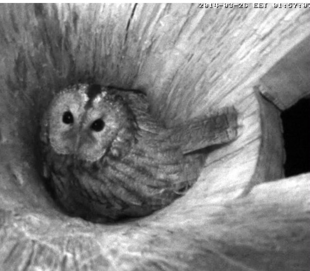 Estonian Tawny Owl Webcam 2014 - Page 2 Oobbbb10