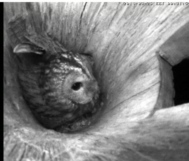 Estonian Tawny Owl Webcam 2014 Oobbbc10