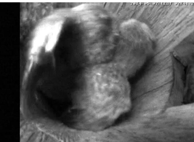 Estonian Tawny Owl Webcam 2014 - Page 20 Paaaab12