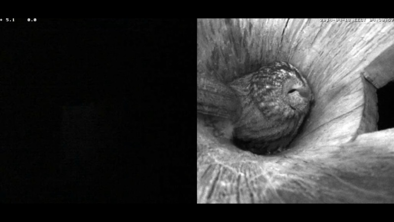 Estonian Tawny Owl Webcam 2014 - Page 35 Paaabb11