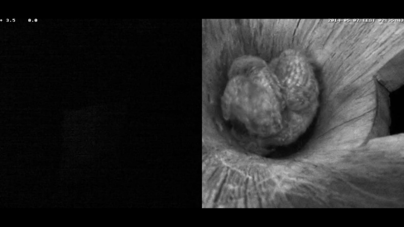 Estonian Tawny Owl Webcam 2014 - Page 20 Paabbb12