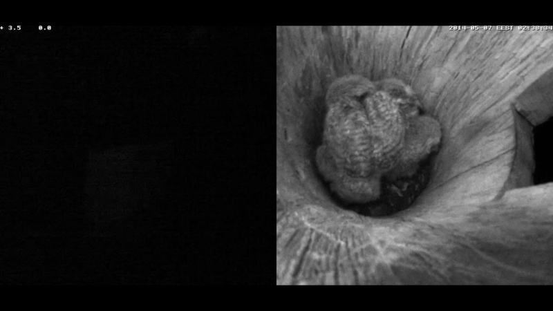 Estonian Tawny Owl Webcam 2014 - Page 20 Pbbbbc14