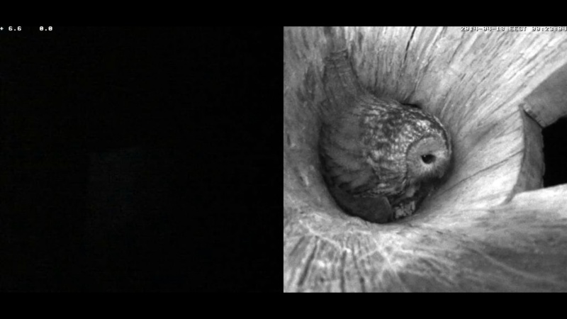 Estonian Tawny Owl Webcam 2014 - Page 34 Pbcccc12