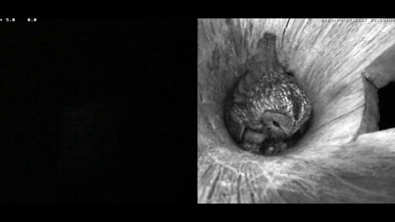 Estonian Tawny Owl Webcam 2014 - Page 34 Pccccd12