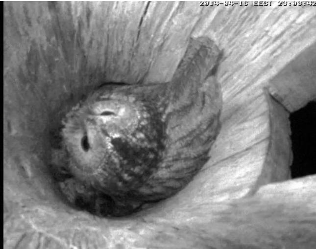 Estonian Tawny Owl Webcam 2014 - Page 32 Pggggg10