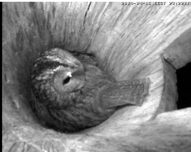 Estonian Tawny Owl Webcam 2014 - Page 32 Pggggg13