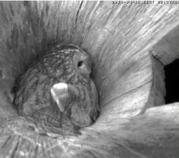 Estonian Tawny Owl Webcam 2014 - Page 32 Pggghh10