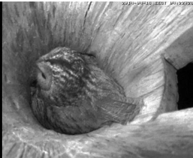 Estonian Tawny Owl Webcam 2014 - Page 31 Pkkkkk11
