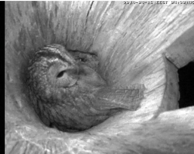 Estonian Tawny Owl Webcam 2014 - Page 31 Pkkkkk13