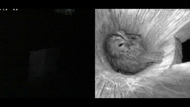 Estonian Tawny Owl Webcam 2014 - Page 31 Pkkkkk14