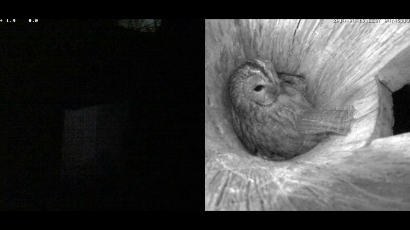 Estonian Tawny Owl Webcam 2014 - Page 31 Pkkkkk18
