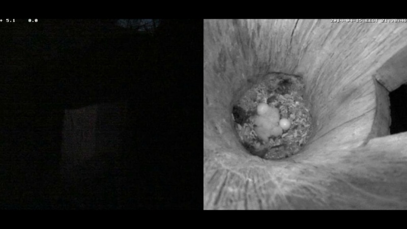 Estonian Tawny Owl Webcam 2014 - Page 30 Pmmmmn13