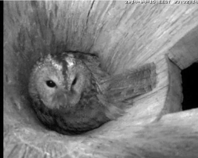 Estonian Tawny Owl Webcam 2014 - Page 29 Pnoooq10