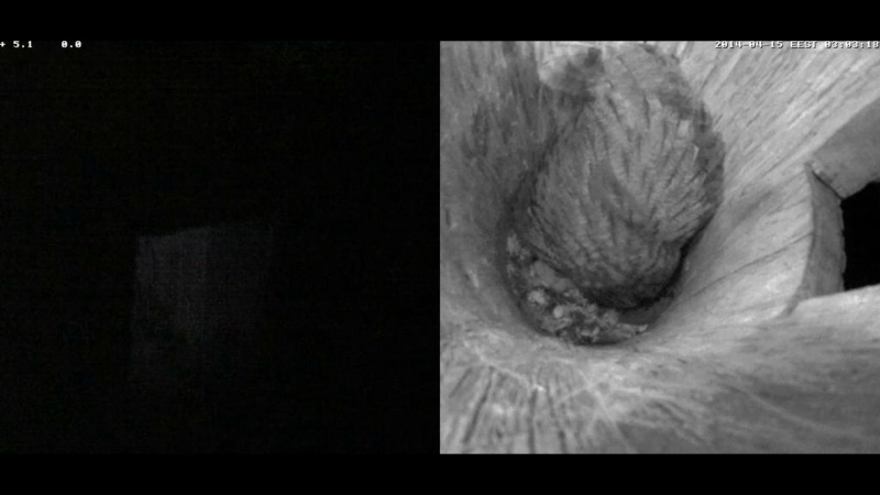 Estonian Tawny Owl Webcam 2014 - Page 29 Poooqa11