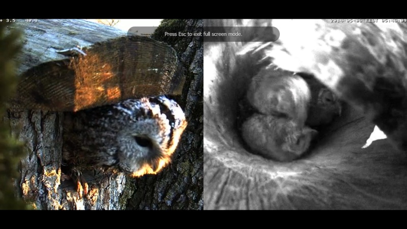 Estonian Tawny Owl Webcam 2014 - Page 18 Praaaa11