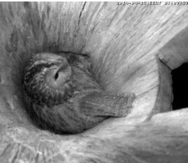 Estonian Tawny Owl Webcam 2014 - Page 29 Qaaaaa19