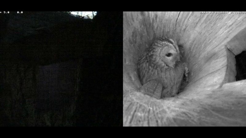 Estonian Tawny Owl Webcam 2014 - Page 28 Qaaaab11