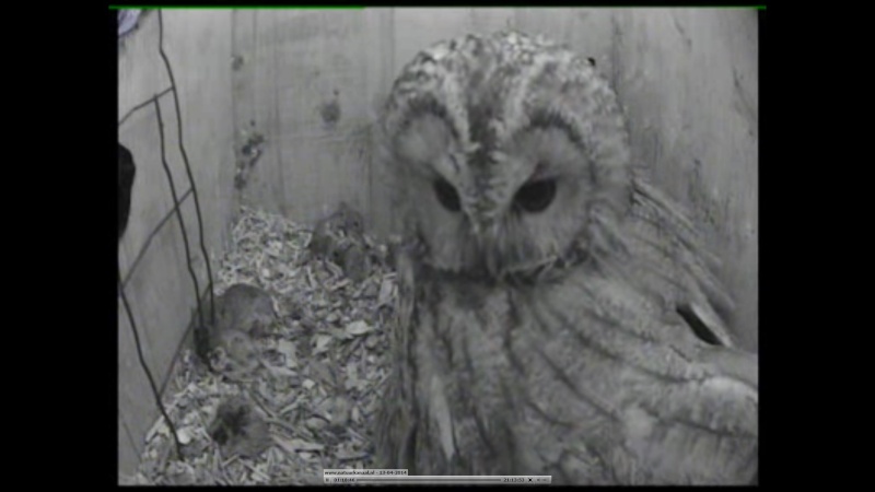 The Dutch Tawny Owl webcam Qabbbb10