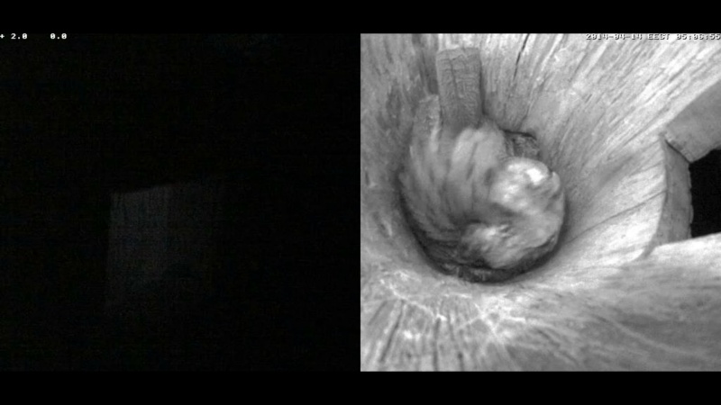 Estonian Tawny Owl Webcam 2014 - Page 28 Qbbbbb13