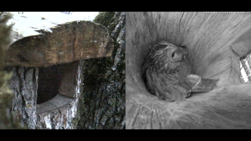 Estonian Tawny Owl Webcam 2014 - Page 27 Qccccc20