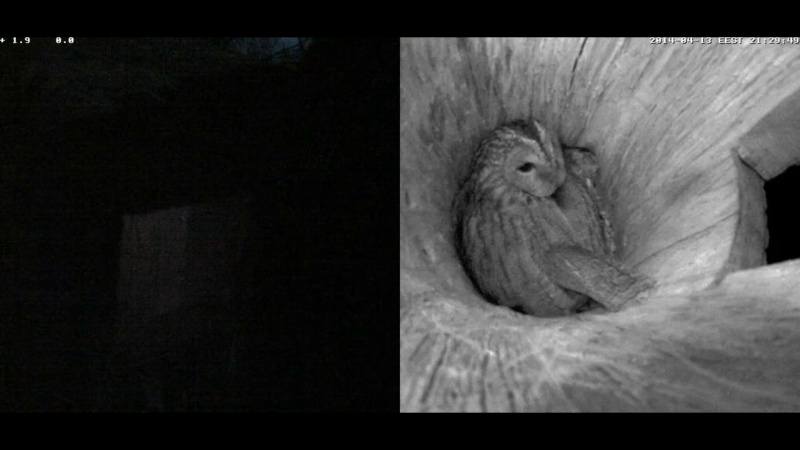 Estonian Tawny Owl Webcam 2014 - Page 27 Qccccc22