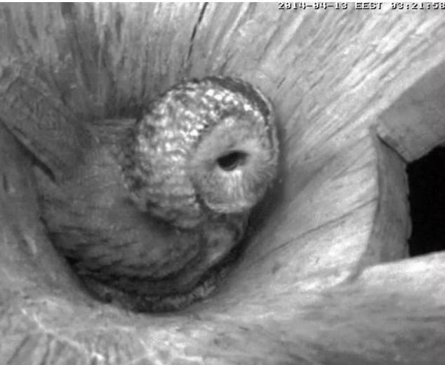 Estonian Tawny Owl Webcam 2014 - Page 26 Qeefff10