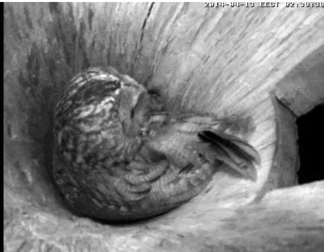 Estonian Tawny Owl Webcam 2014 - Page 26 Qfffff12