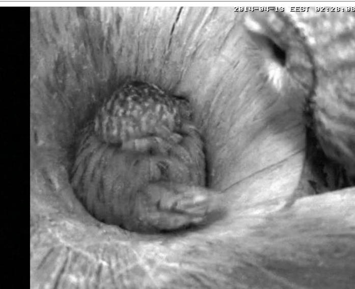 Estonian Tawny Owl Webcam 2014 - Page 25 Qggggg10