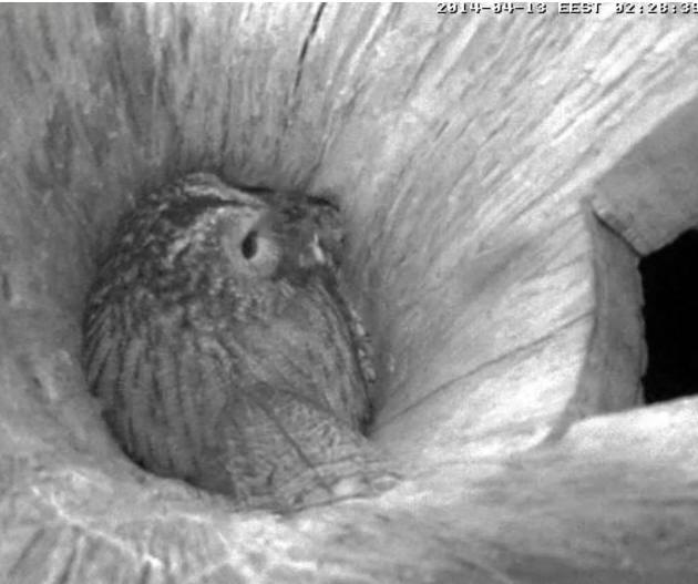 Estonian Tawny Owl Webcam 2014 - Page 25 Qggggg12
