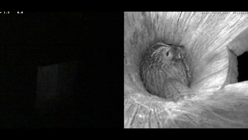 Estonian Tawny Owl Webcam 2014 - Page 25 Qggggh10