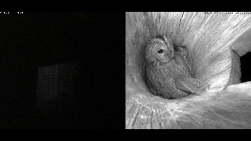 Estonian Tawny Owl Webcam 2014 - Page 25 Qgghhh12