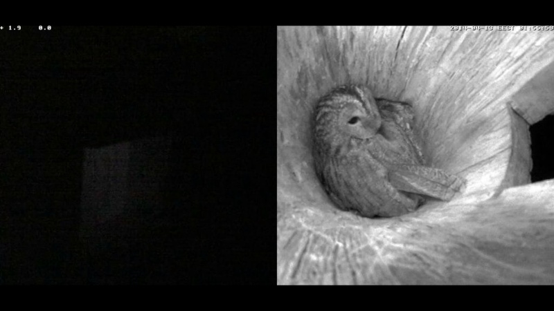 Estonian Tawny Owl Webcam 2014 - Page 25 Qghhhh10