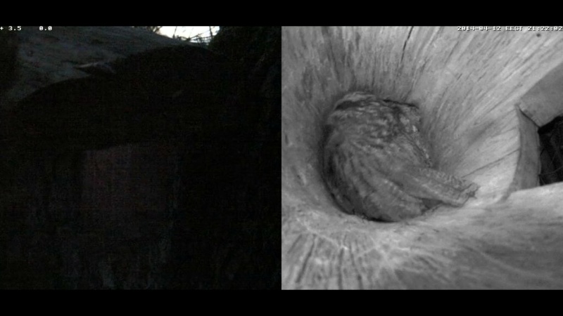 Estonian Tawny Owl Webcam 2014 - Page 25 Qhhhhh14