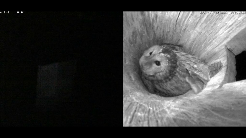 Estonian Tawny Owl Webcam 2014 - Page 22 Raaaaa25