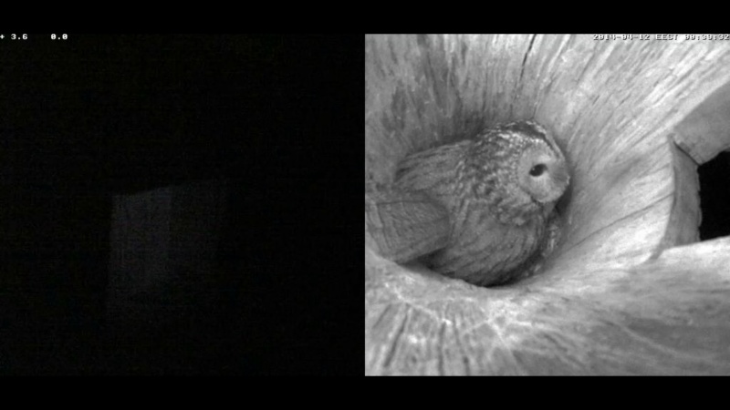 Estonian Tawny Owl Webcam 2014 - Page 22 Rabbbb13