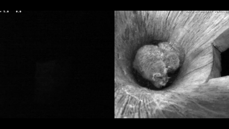 Estonian Tawny Owl Webcam 2014 - Page 17 Rccccc12