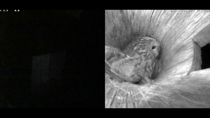 Estonian Tawny Owl Webcam 2014 - Page 21 Rggggg14