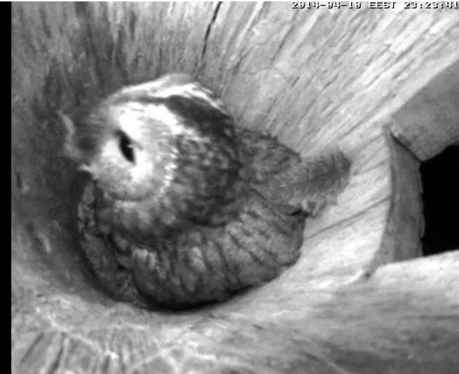 Estonian Tawny Owl Webcam 2014 - Page 20 Rggggh11