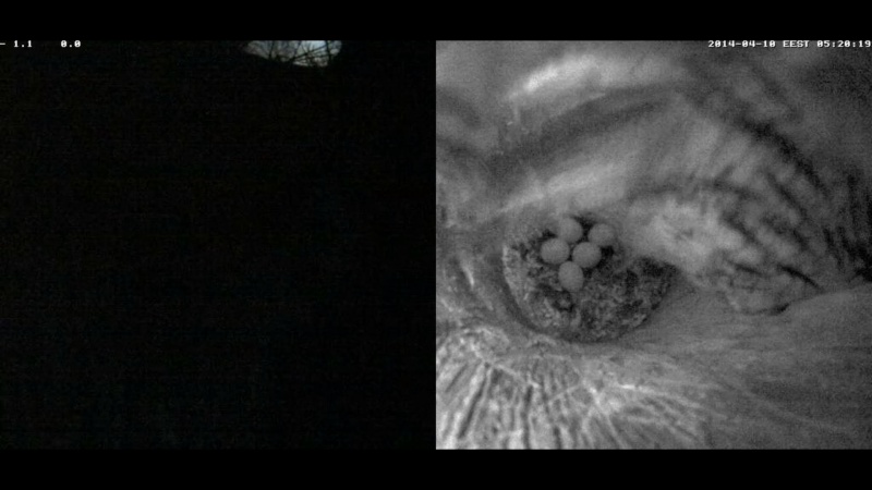 Estonian Tawny Owl Webcam 2014 - Page 19 Rlmmmm10