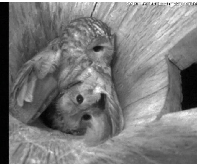 Estonian Tawny Owl Webcam 2014 - Page 19 Rmnnnn10