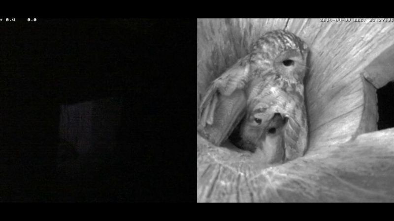 Estonian Tawny Owl Webcam 2014 - Page 19 Rnnnnn11