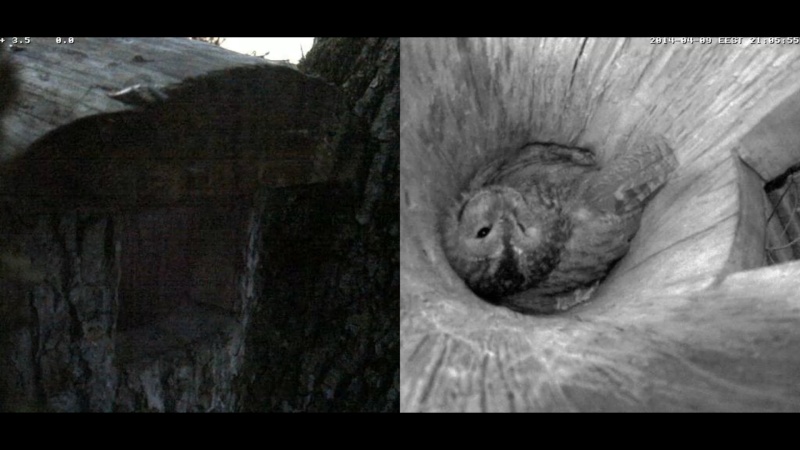 Estonian Tawny Owl Webcam 2014 - Page 18 Rooopp12