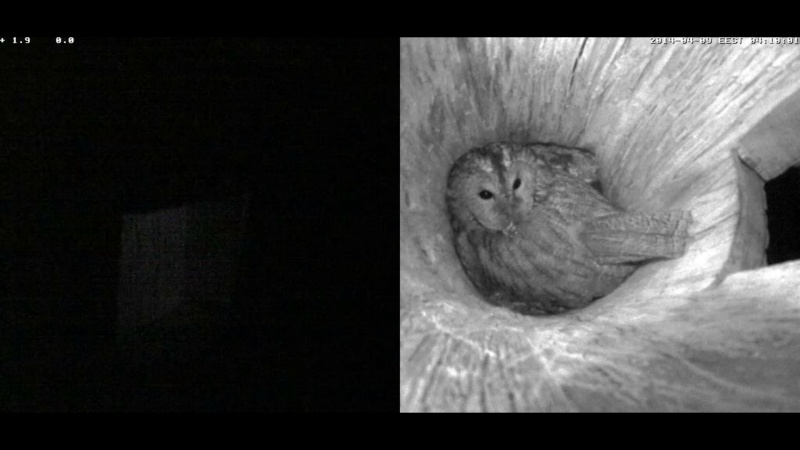 Estonian Tawny Owl Webcam 2014 - Page 18 Rpppss10