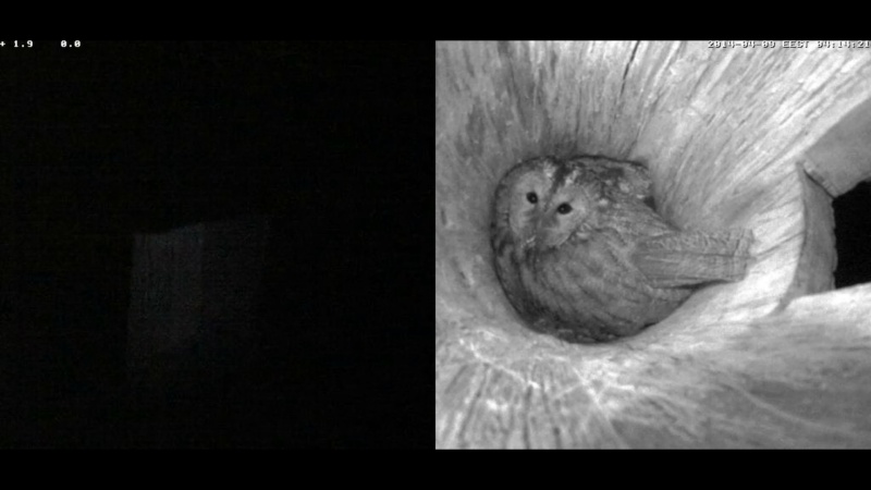 Estonian Tawny Owl Webcam 2014 - Page 18 Rpppss11