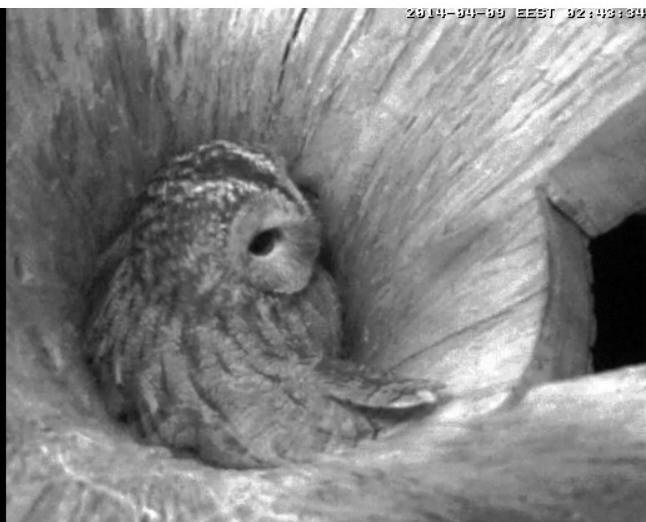 Estonian Tawny Owl Webcam 2014 - Page 18 Rppsss11
